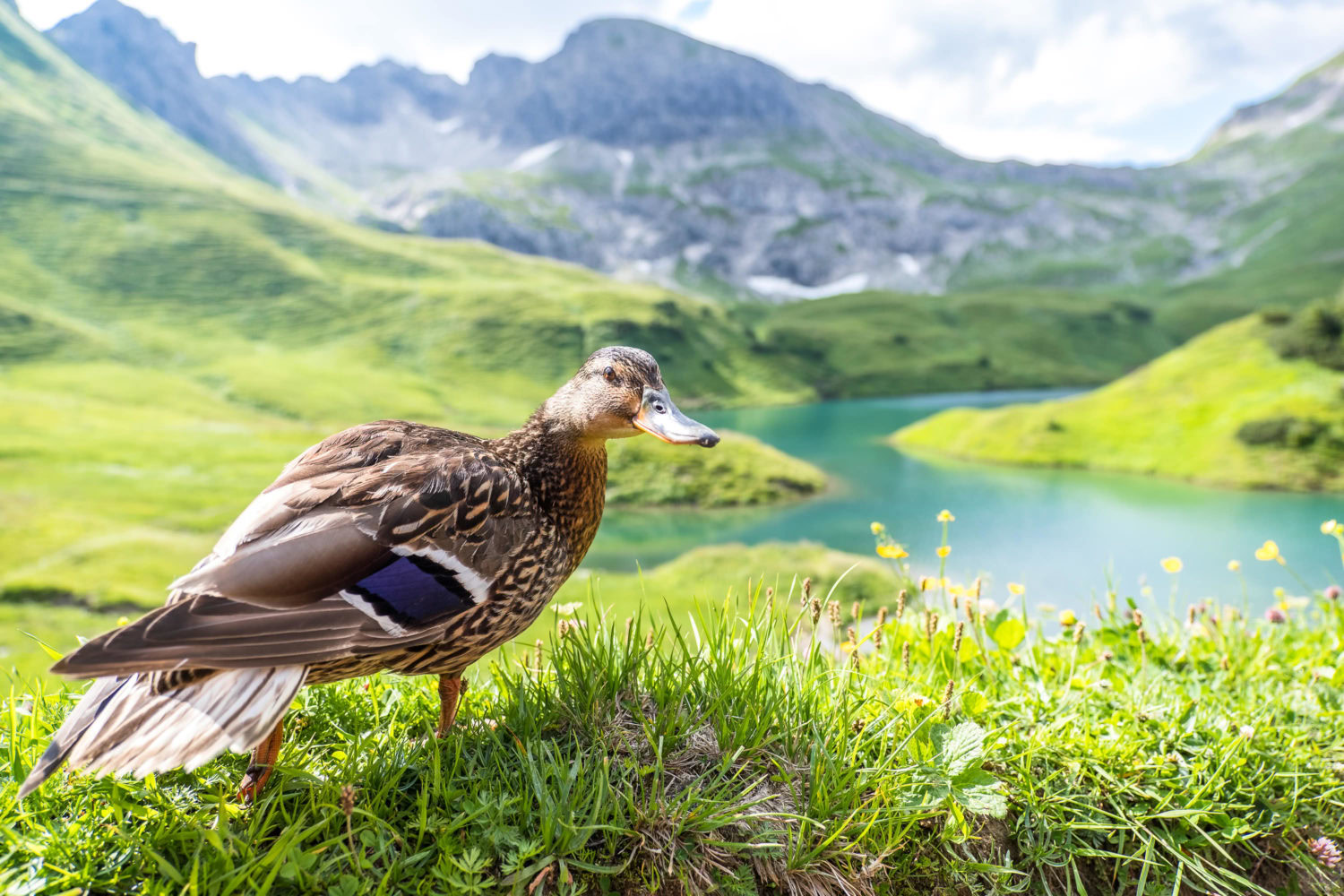 Ente am Schrecksee