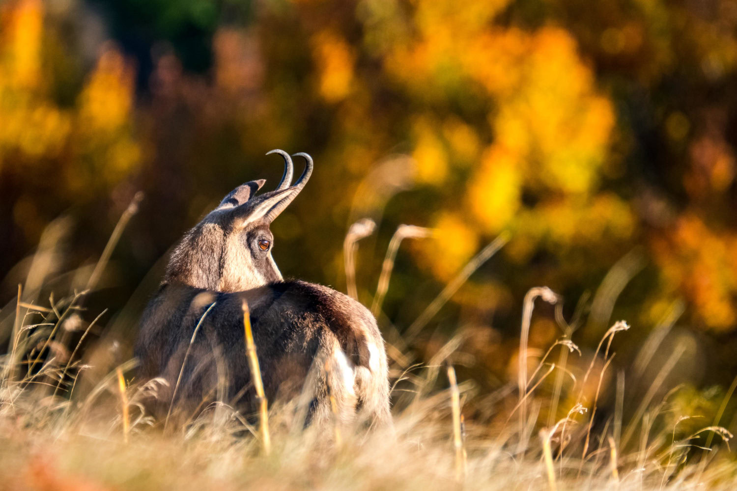 Gämse sitzt im Gras in den Vogesen