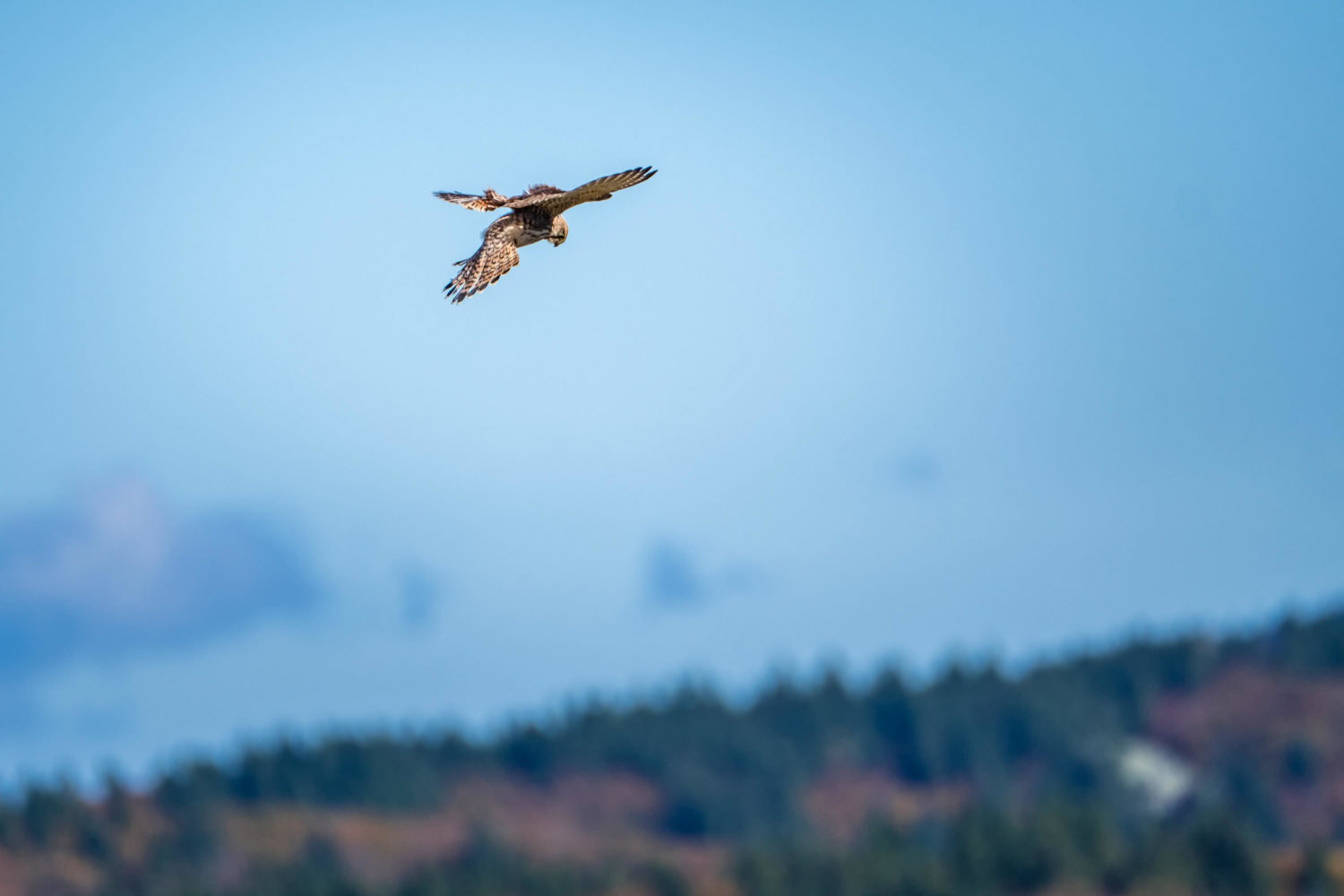 Turmfalke beim Rüttelflug
