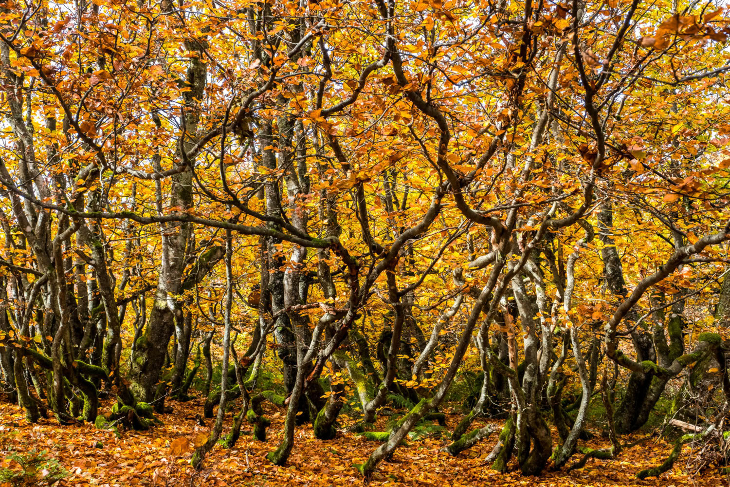 Wald mit vielen knorrigen Ästen und Herbstlaub
