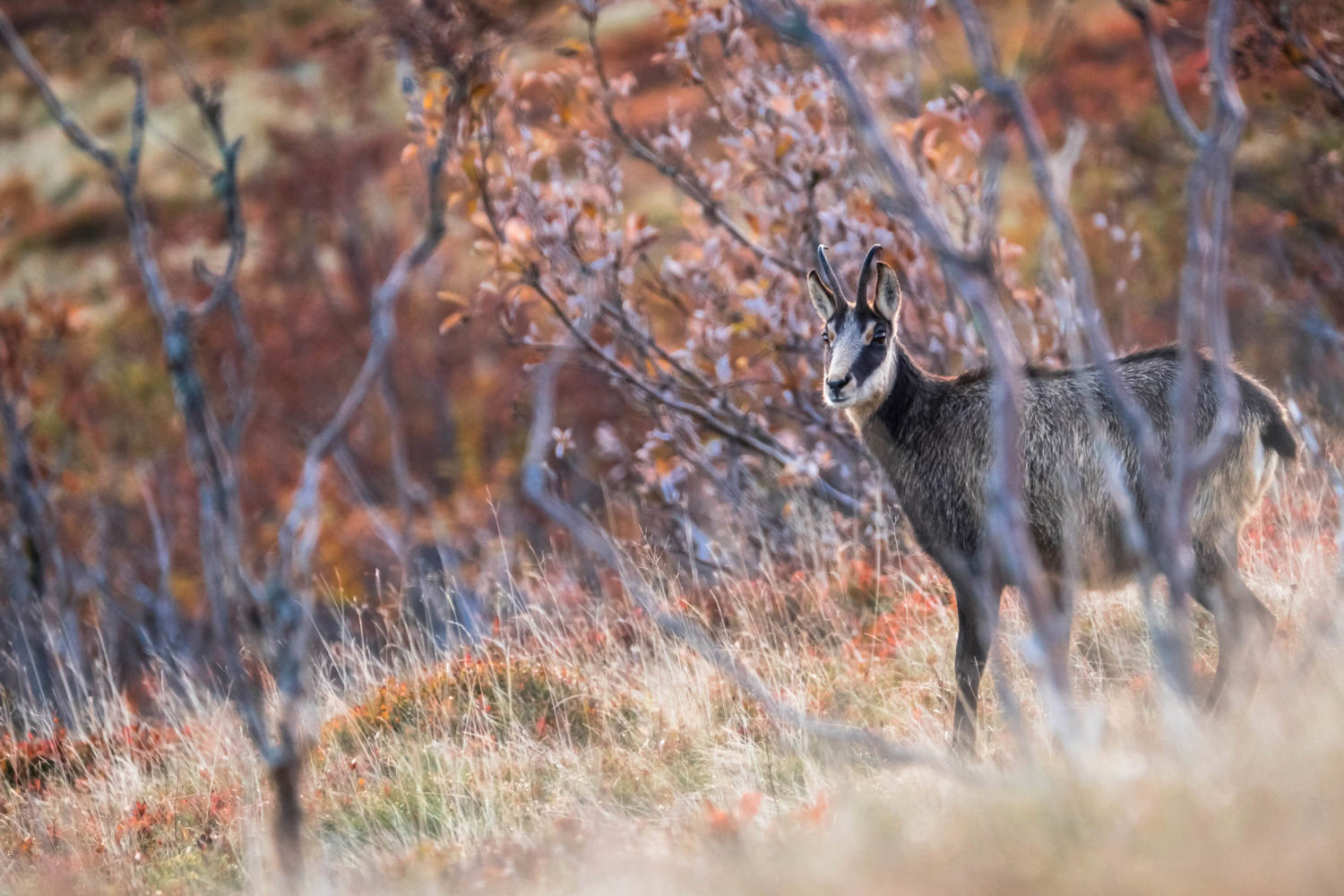 Gämse steht im Herbst zwischen Bäumen in den Vogesen