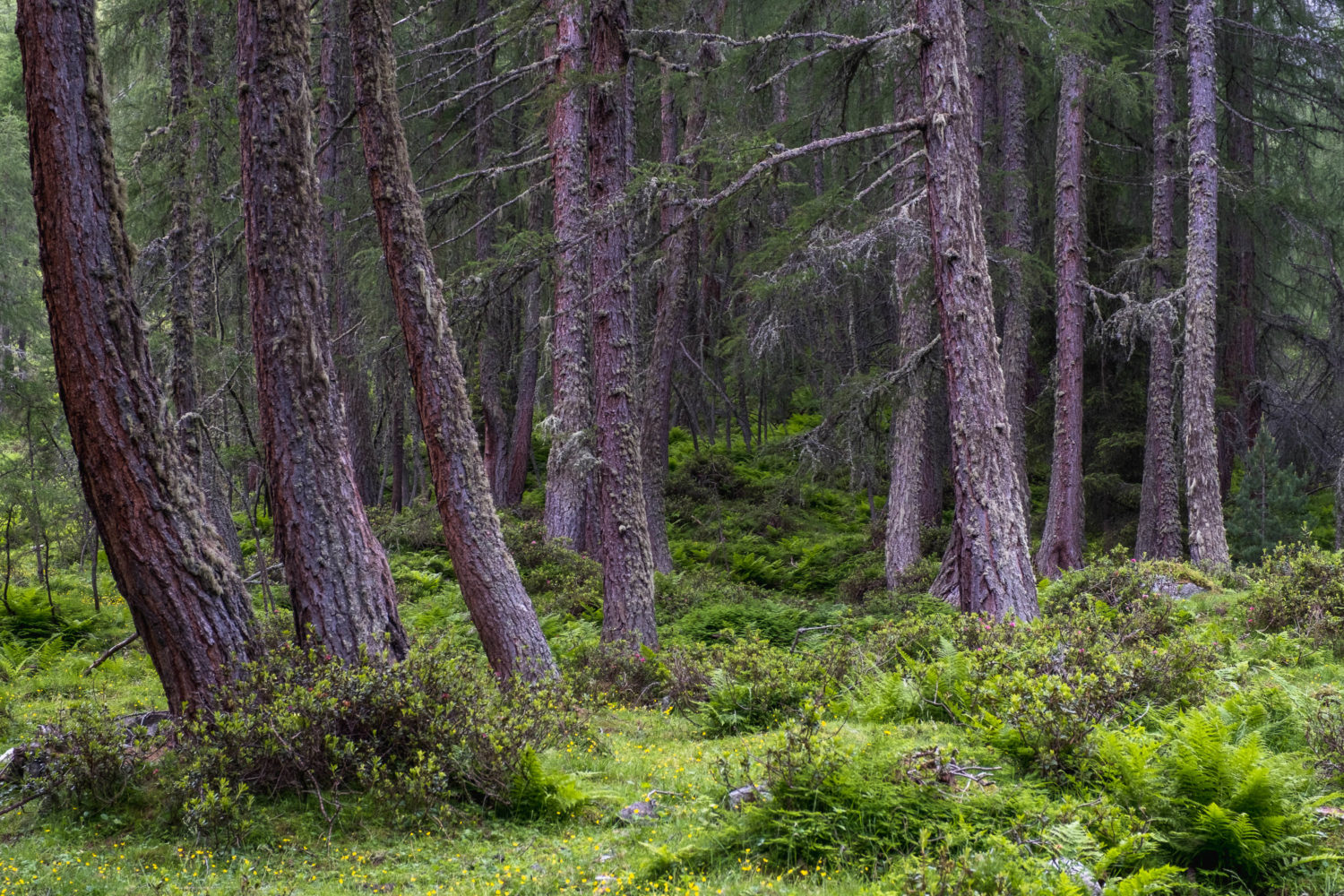 Bäume zwischen Sträuchern im Wald