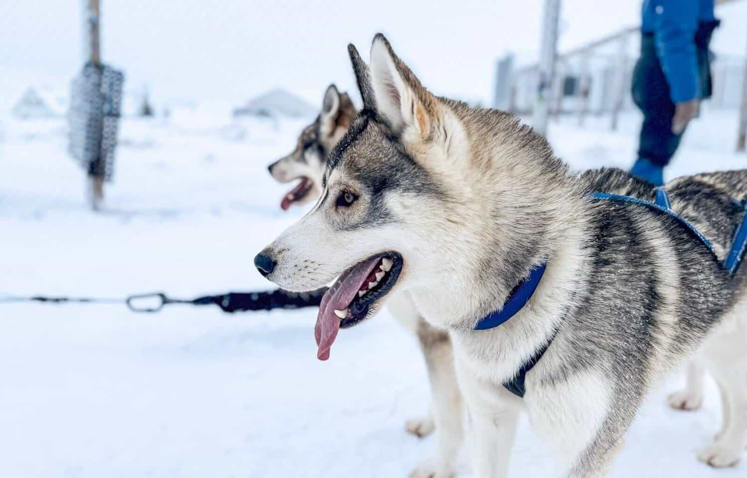 Dog sledding in Akureyri - header