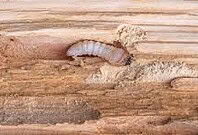 insecte-larve-xylophage-quimper-douarnenez-concarneau-fouesnant-guilvinec-pont-l-abbe