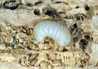  vrillette-larve-traitement-charpente-bois-devis-treffiagat-loctudy-guilvinec-penmarch-