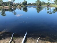algae blooms