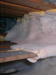 traitement-merule-diagnostic-devis-pleureuse-champignon-lannion-quimper-perros-guirec-guingamp