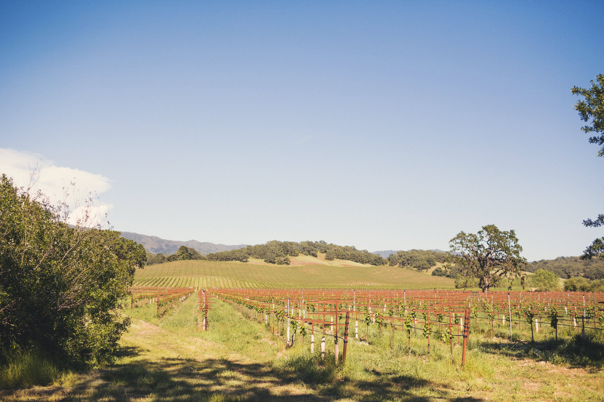 Wedding in Campovida @Anne-Claire Brun 88