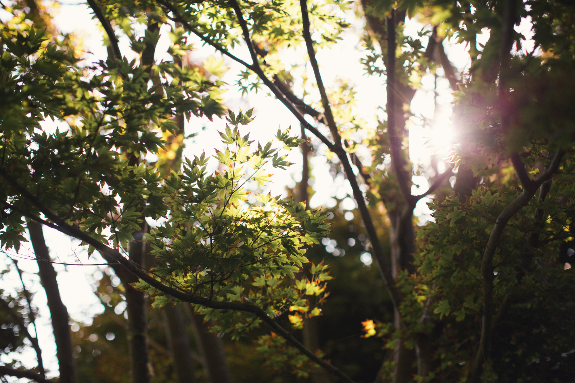 light through trees 