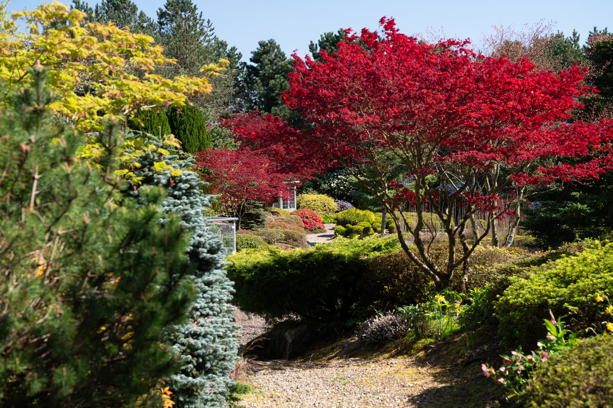Landscaped Japanese-style garden surrounding a residential property