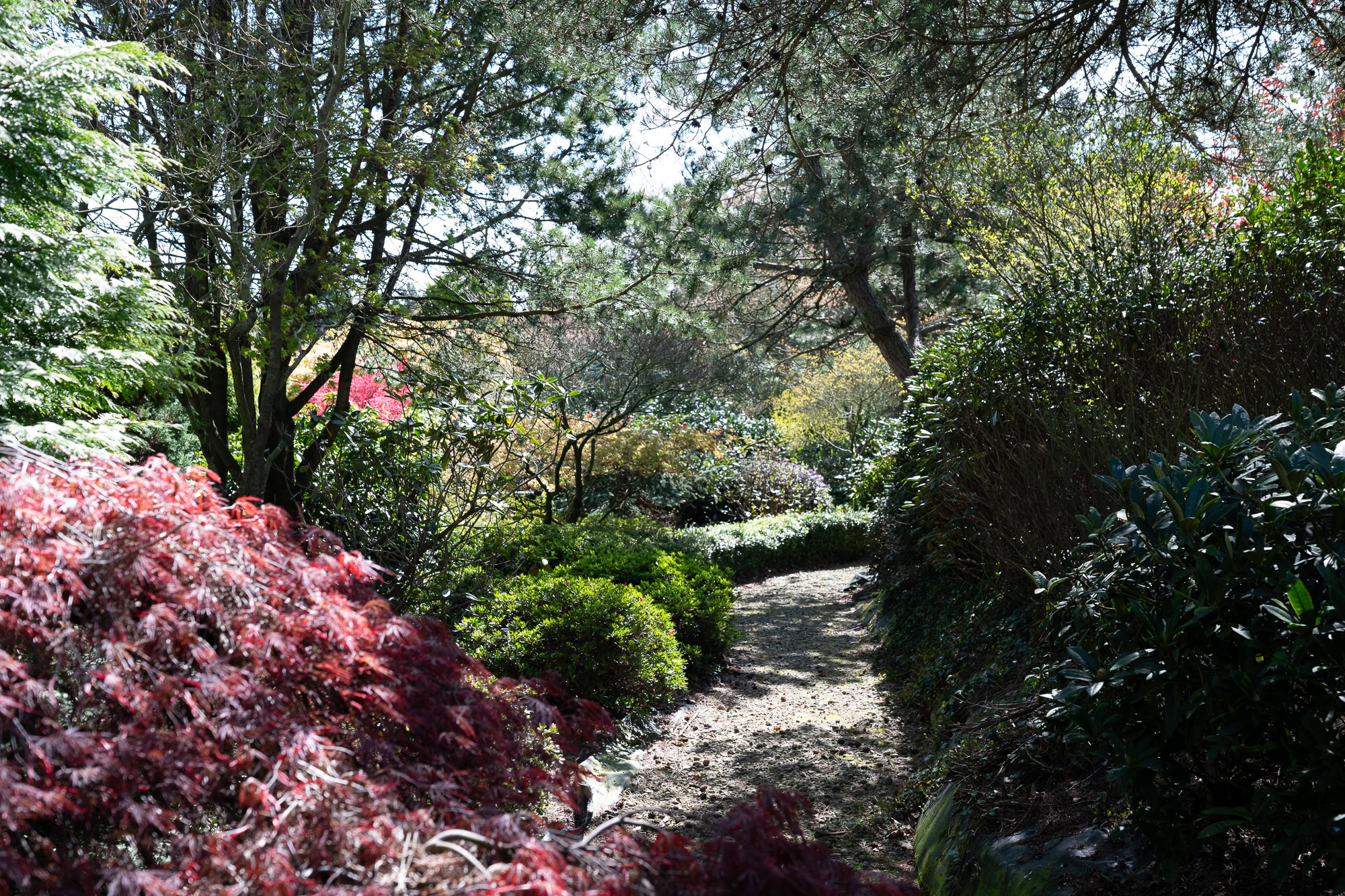 Landscaped Japanese-style garden surrounding a residential property