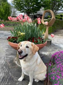 Zoey and The Spring Flowers