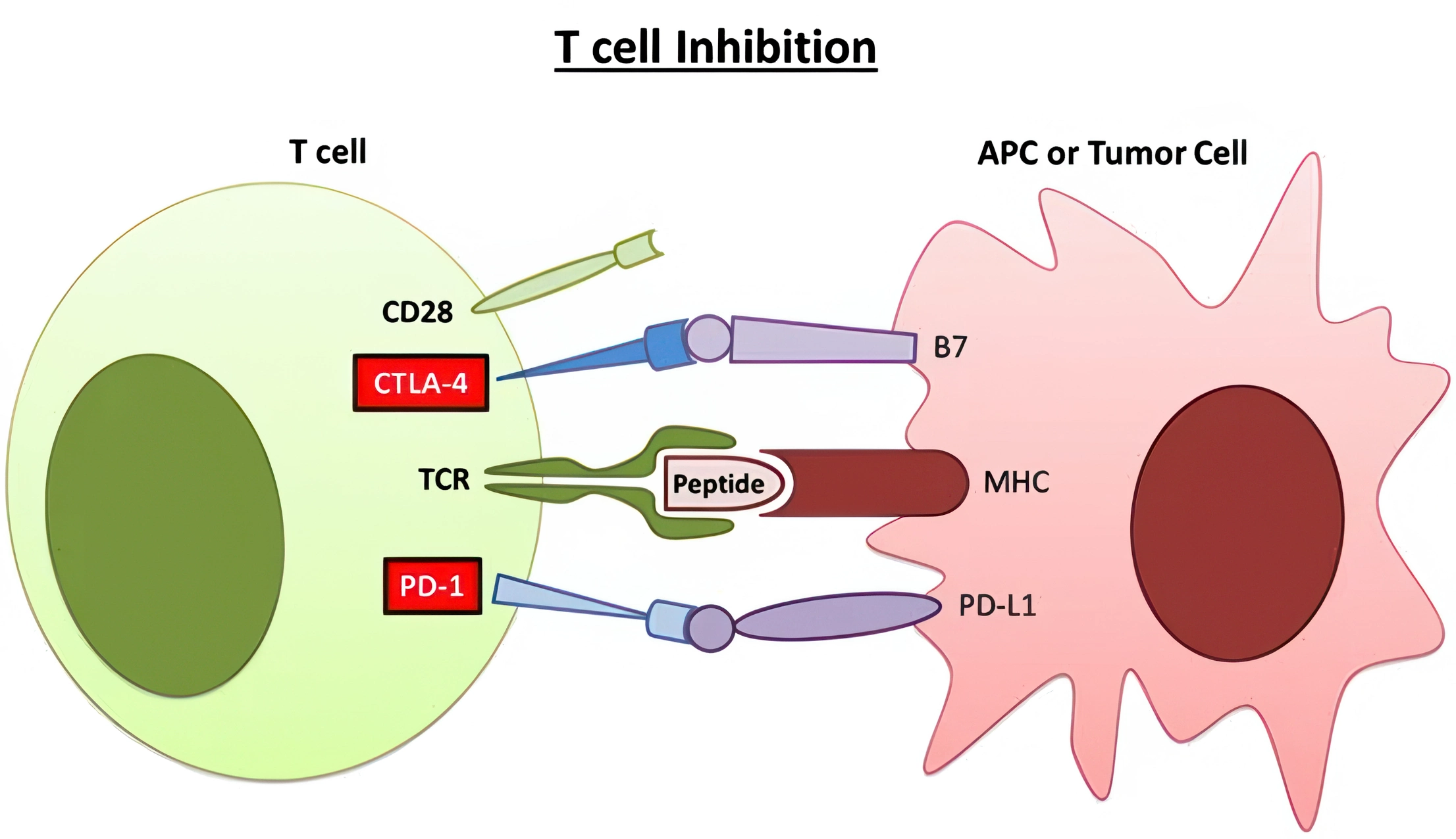 immunoterapia-inibizione-cellule-T-anticorpi-monoclonali