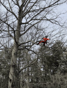 professional chainsaws