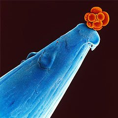 01-03_stemcell_image