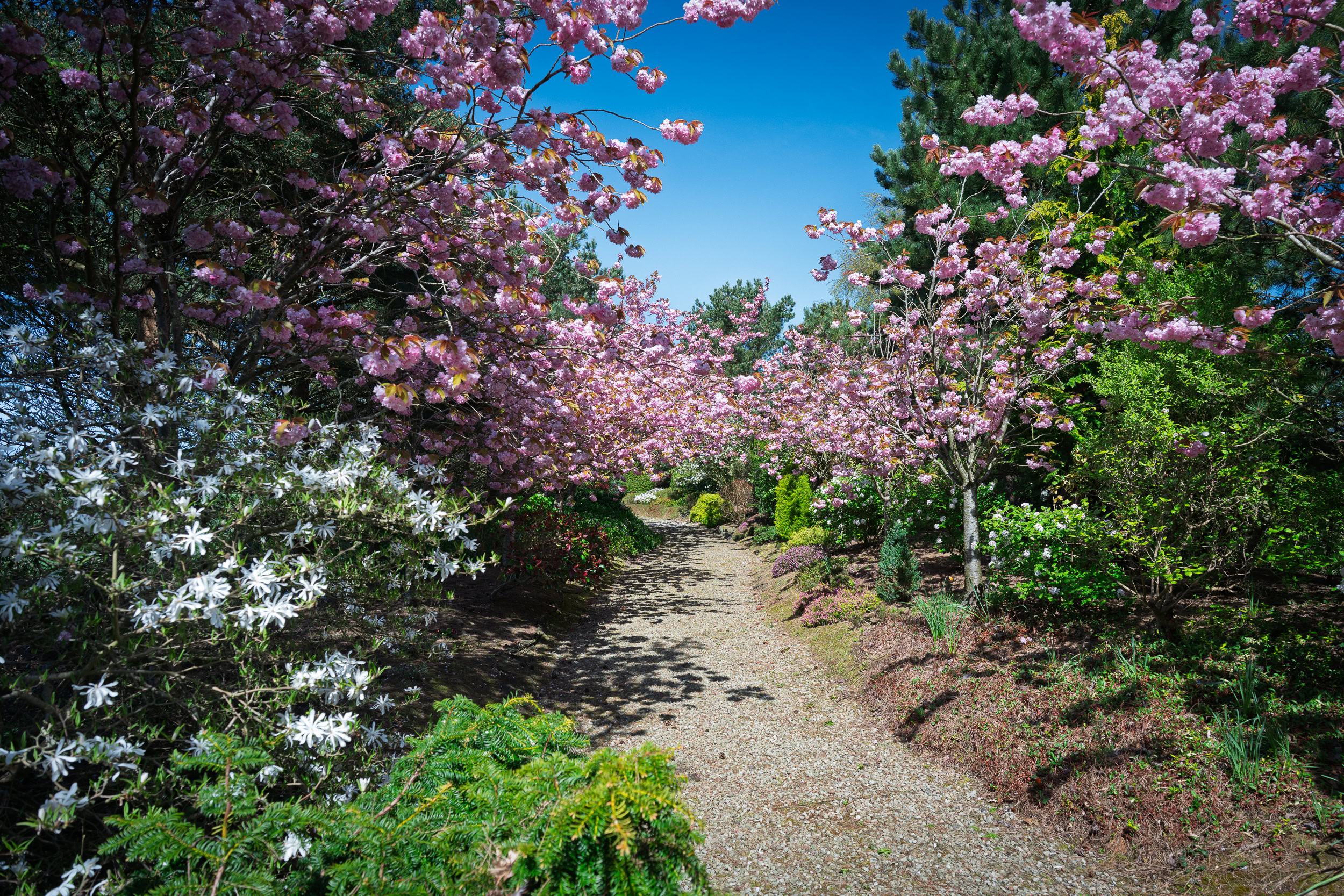 Landscaped Japanese-style garden surrounding a residential property