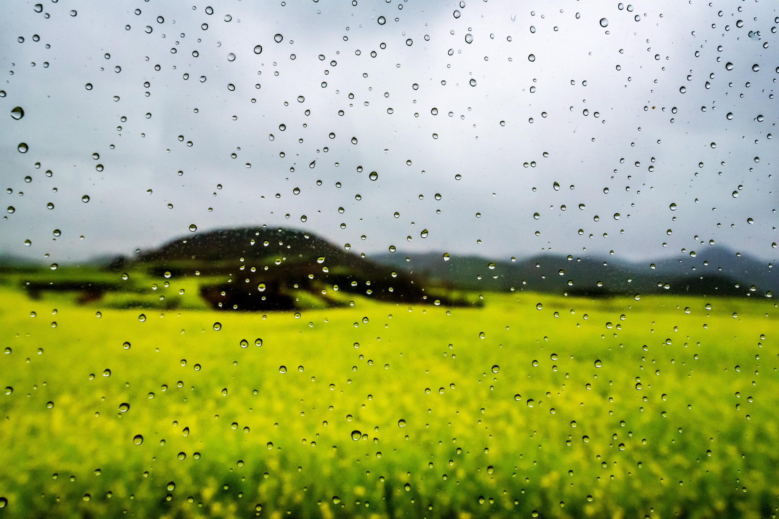 rapeseed flower field with dew drop on glass