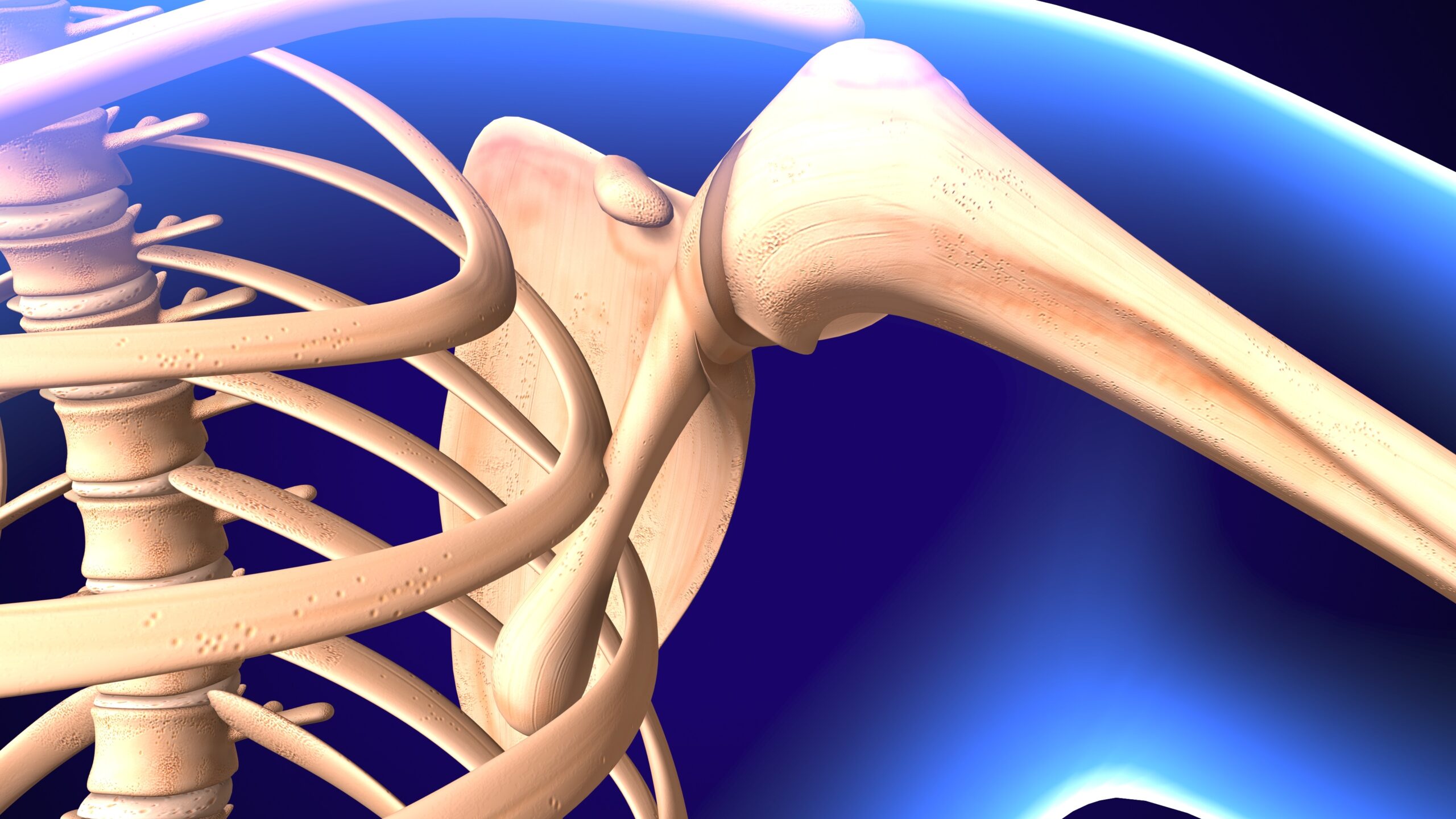 Medical anatomical illustration showing the bones of the shoulder joint Medical anatomical illustration showing the bones of the shoulder joint
