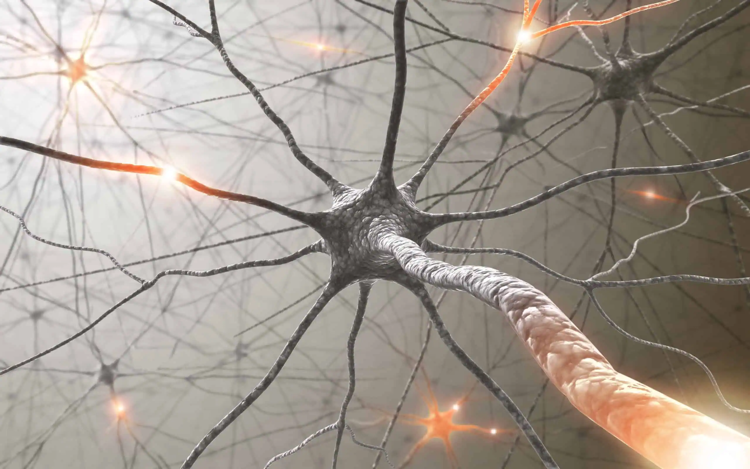 Neurons