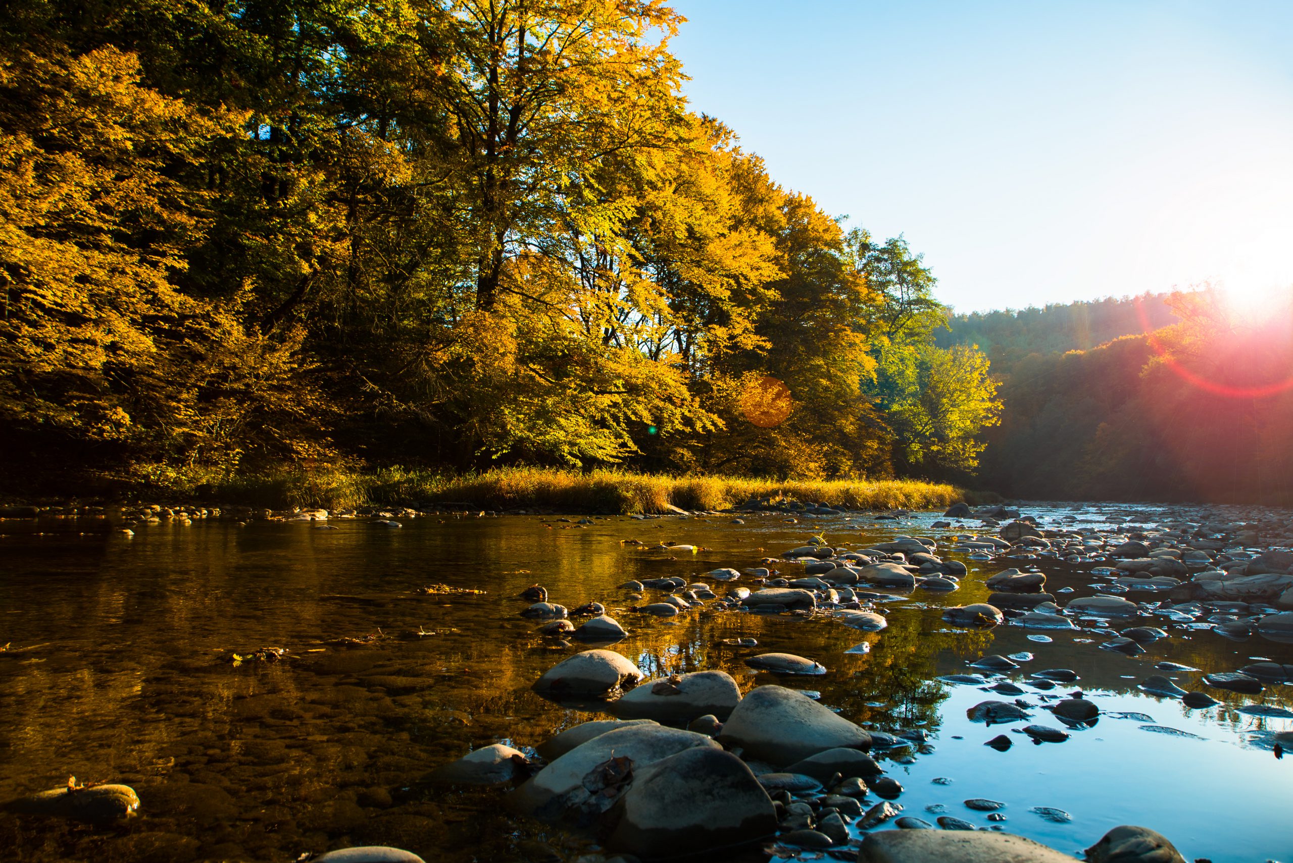 tree season near river