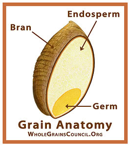 grain's anatomy