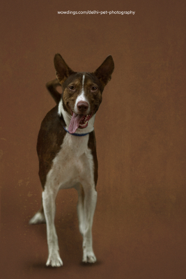 indie dog indoor photography