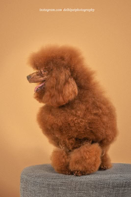 Toy Poodle Dog breed delhi pet photography