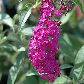 Buddleia davidii 'Royal Red' - Image 1
