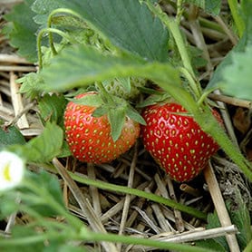 Fragaria Sable - Image 1