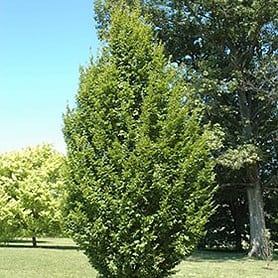 Carpinus betulus 'Frans Fontaine' - Image 1