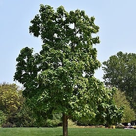 Catalpa speciosa - Image 1