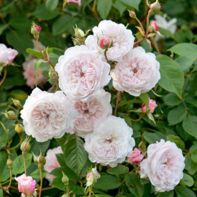 Rosa Albrighton Rambler - Image 1
