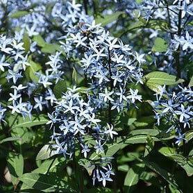 Amsonia tabernaemontana 'Storm Cloud' - Image 1