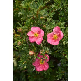Potentilla fruticosa Bella Biance - Image 1