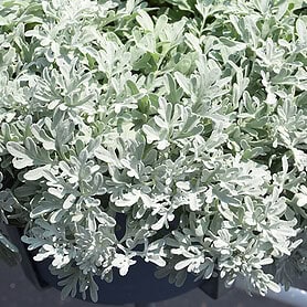 Artemisia Sea Salt - Image 1