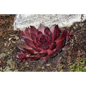 Sempervivum Onyx (Supersemp) - Image 1