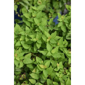 Spiraea japonica 'Pineapple Poprocks