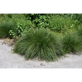 Pennisetum alopecuriodes 'Piglet" - Image 1