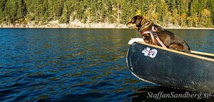 Hund i kanot