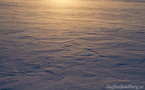 Snö