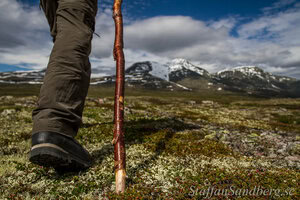 Vandring med vandringsstav