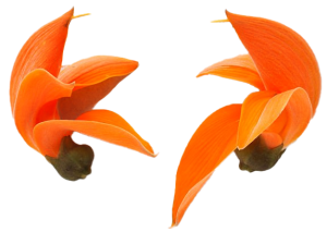 palash flower