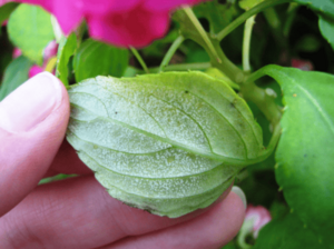 impatiens