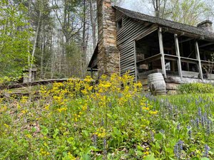 Rangers House Wildflowers