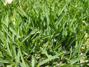 fall armyworm