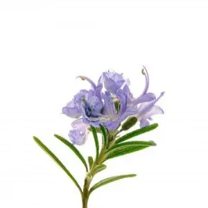 Herbstore Αιθέριο Έλαιο Δεντρολίβανο Βιο 10 ml