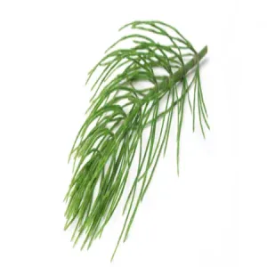 Herbstore Εκουϊζέτο 70gr