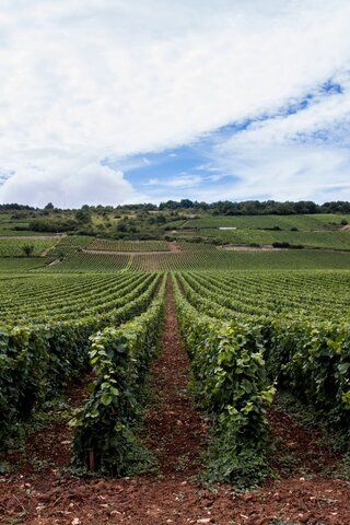 Séjour en famille dans une ferme en Bourgogne