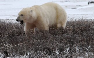 Chapter 17 Churchill Hudson Bay, Northern Territories #56