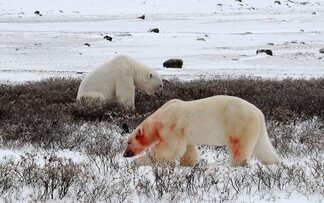 Chapter 17 Churchill Hudson Bay, Northern Territories #54